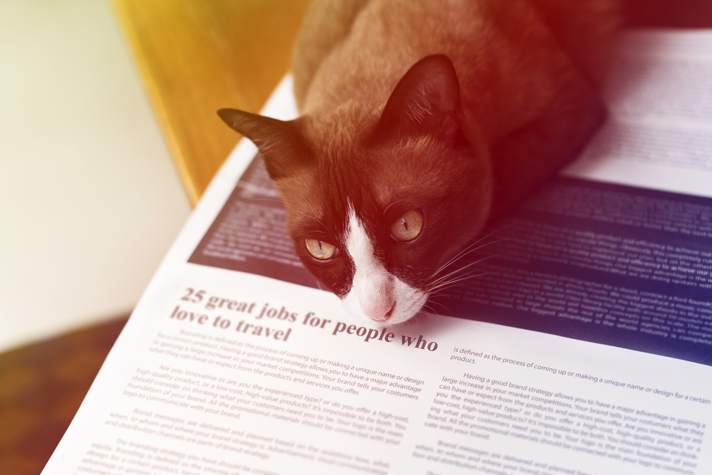 新聞を読んでいると猫が上に乗ってくるのはなぜ？猫の心理や対応策を紹介！