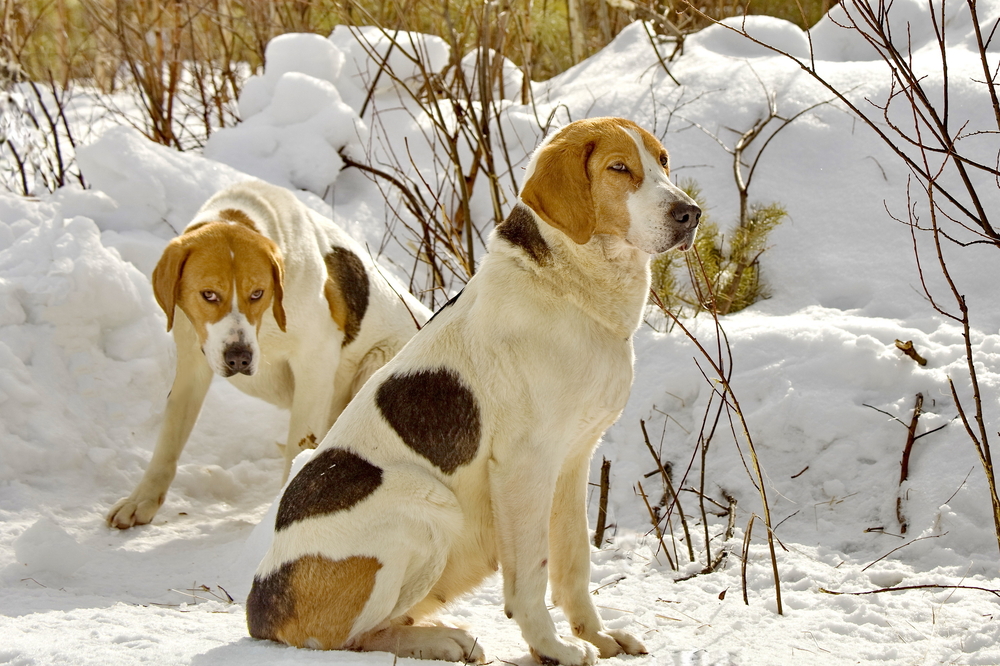 Harrier Beagle in a forest. Harrier Beagle walking in the forest. For hunting a large beast. English breed of dogs