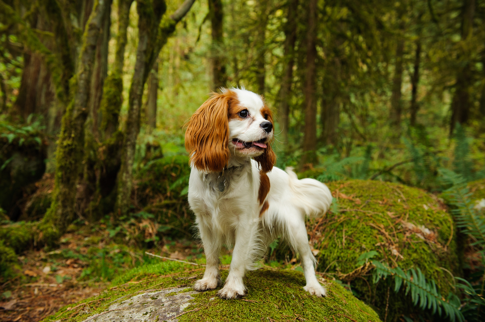 Cavalier King Charles Spaniel dog standing in forest