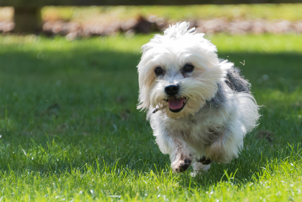 Dandie Dinmont Terrier running on grass