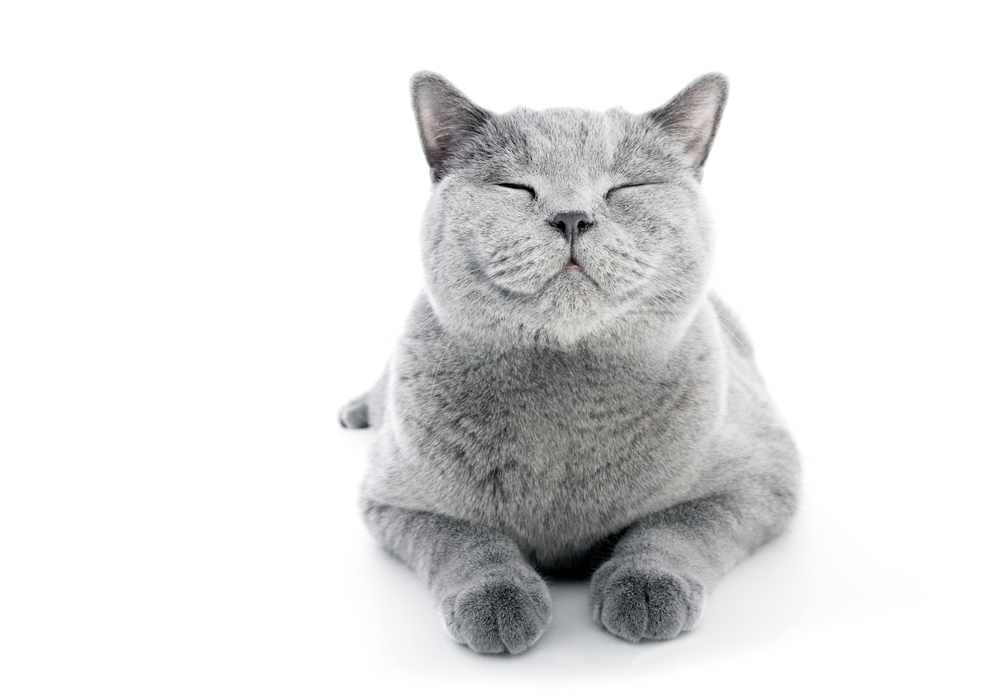 British Shorthair cat isolated on white. Smiling expression, happy