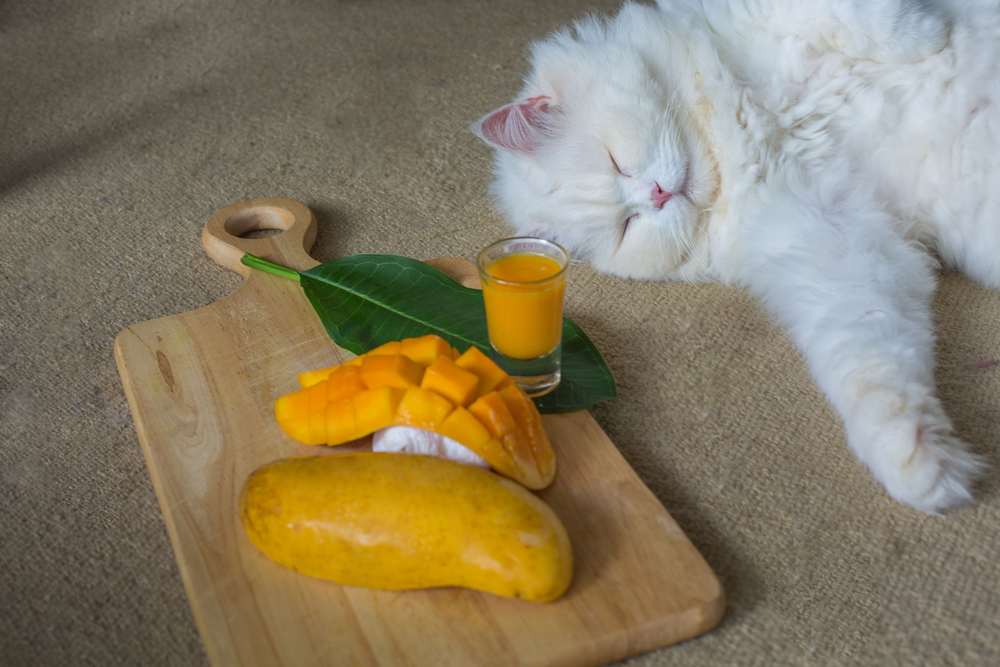 寝ている猫の横に置かれたマンゴーとマンゴージュース