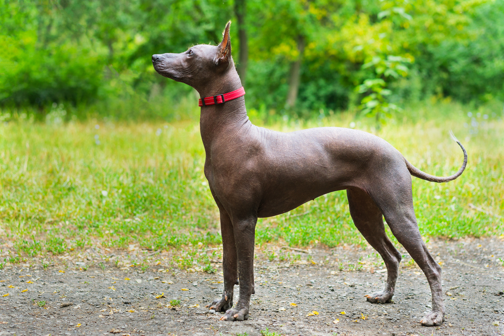 Close up portrait One Mexican hairless dog (xoloitzcuintle, Xolo) in full growth in a red collar on a background of green grass and trees in the park