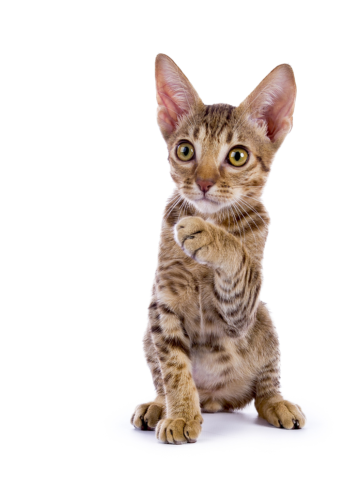 Ocicat kitten sitting isolated on white background with tilted paw pointing at something