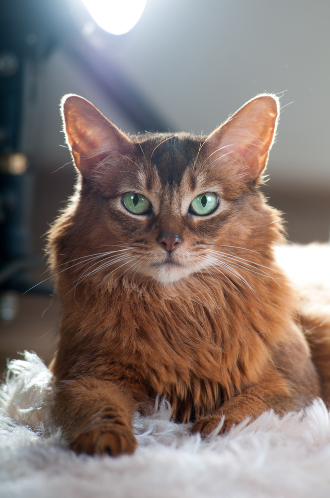 Somali cat ruddy color portrait