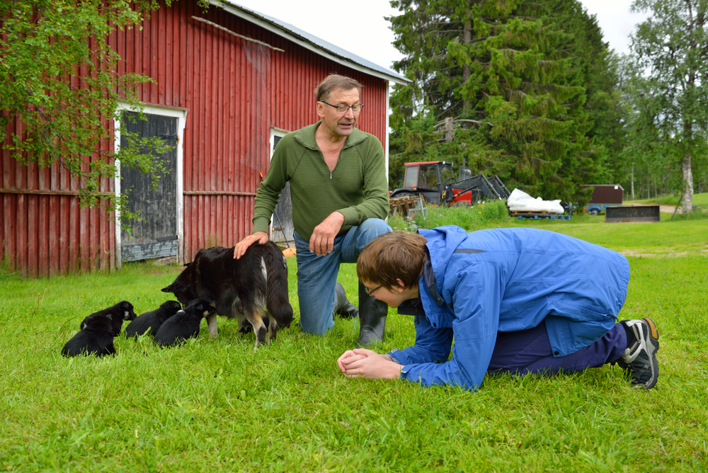 Men care and play with family of Lapland Reindeer dog, Reindeer Herder, lapinporokoira (Finnish), lapsk vallhund (Swedish).