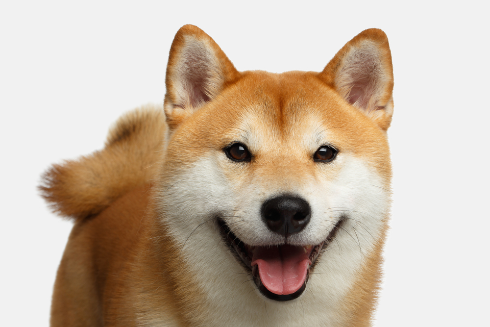 柴犬が笑顔になるのはどんな時？表情やしぐさから分かる柴犬の気持ちを紹介！