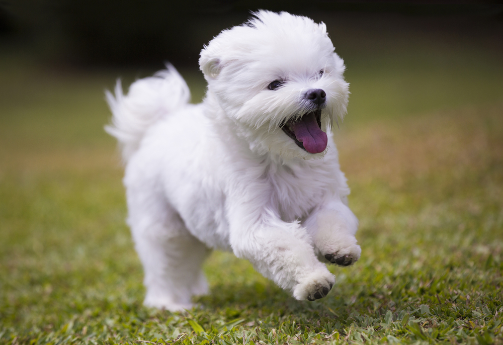 dog running / white maltese dog playing and running on green grass and plants background
