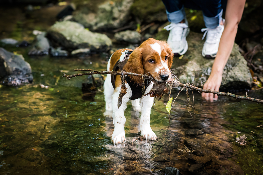 Cute Welsh Springer Spaniel puppy playing in the creek for the first time, toying around his mistress with a stick in bright sunlight