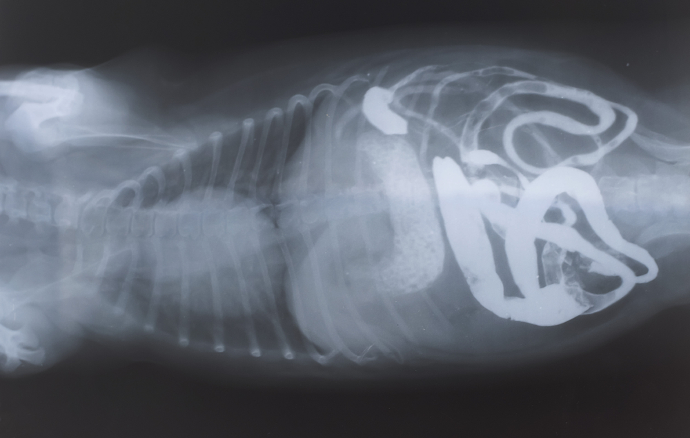 x ray barium in the intestine of dog for diagnosis gastrointestinal system