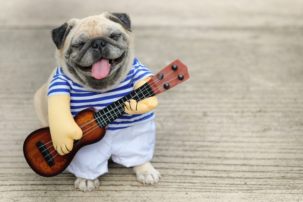 Indy Musician Guitarist pug dog.(Funny pug dog wearing indy musician costume with Ukulele.)