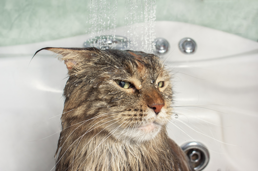 水でずぶ濡れになっている猫