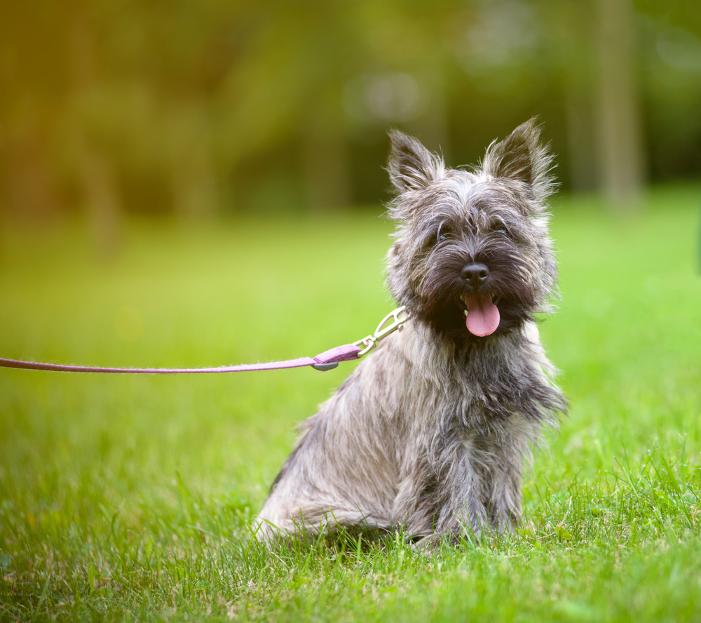 cairn terrier on a walk in the summer park