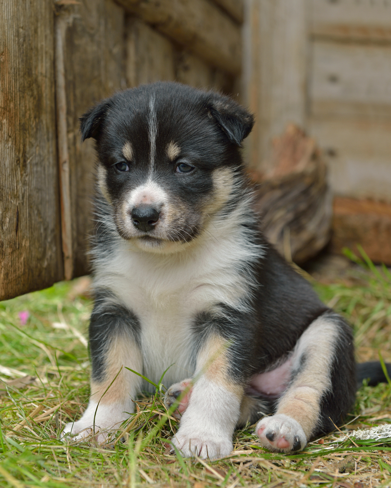 Lapland Reindeer dog, Reindeer Herder, lapinporokoira (Finnish), lapsk vallhund (Swedish). Month-old puppy