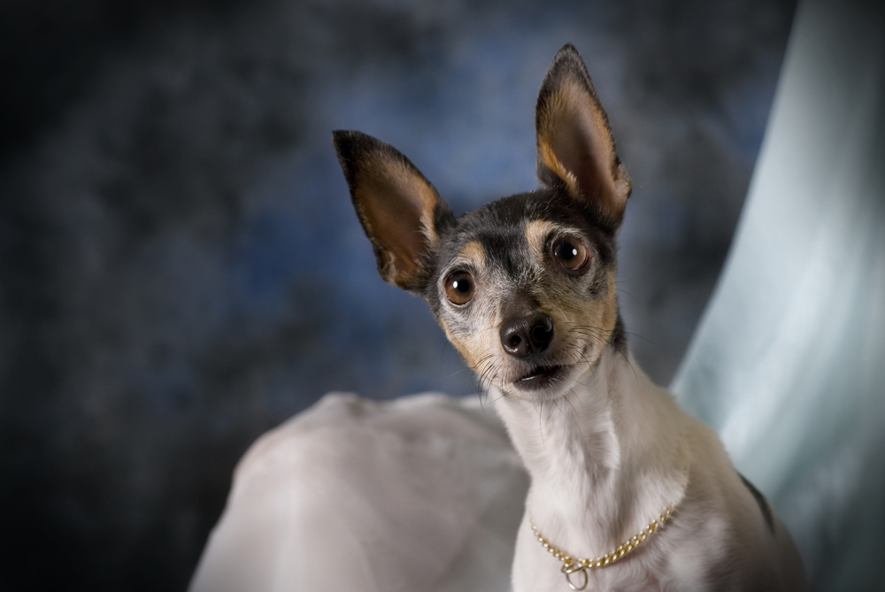 A horizontal low-key studio portrait of a Toy Fox Terrier against blue.