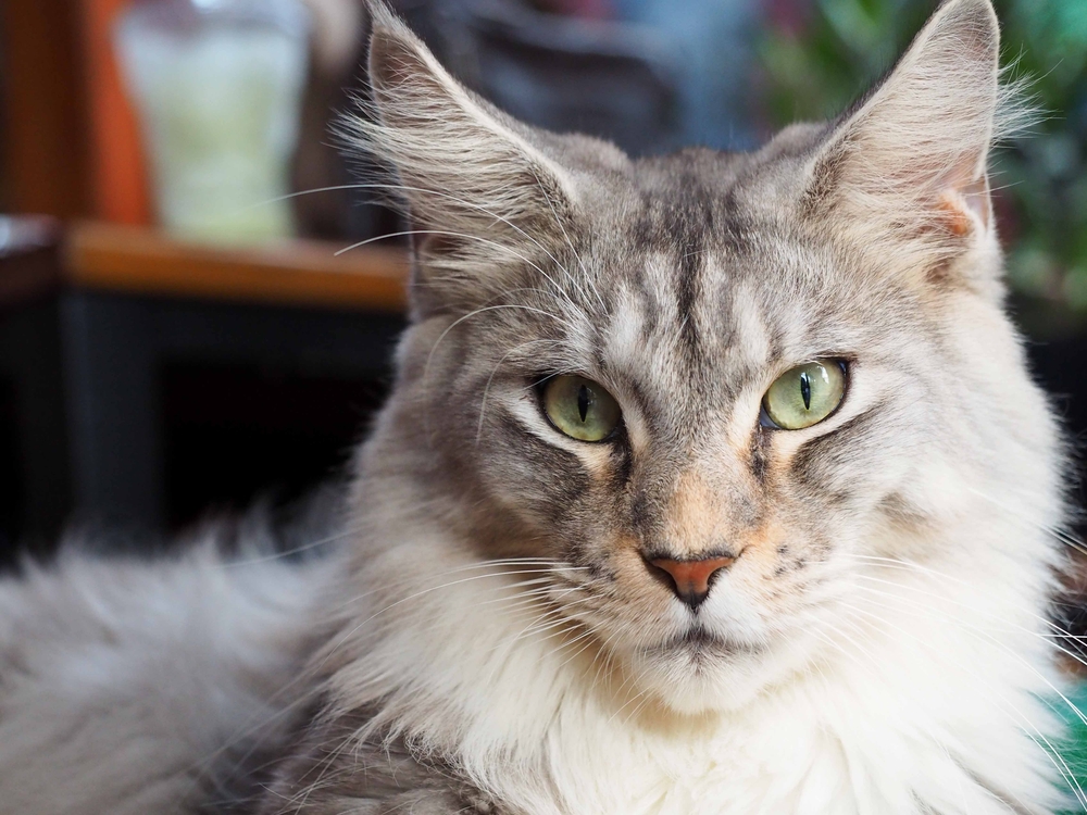 maine coon cat face eye contacting with camera