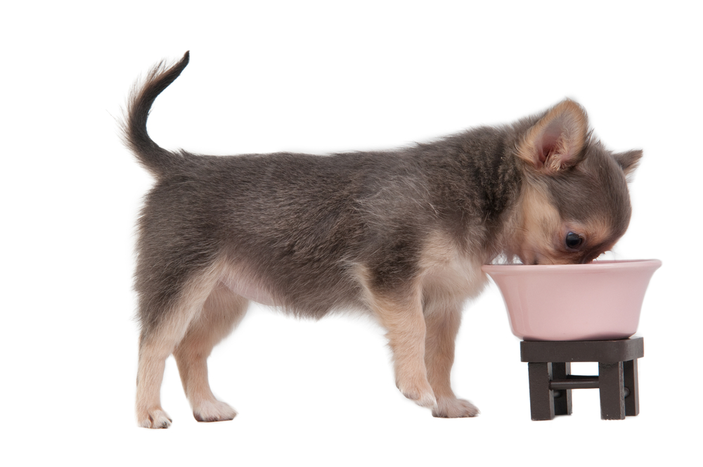 Chihuahua puppy eating from pink bowl, isolated on white background