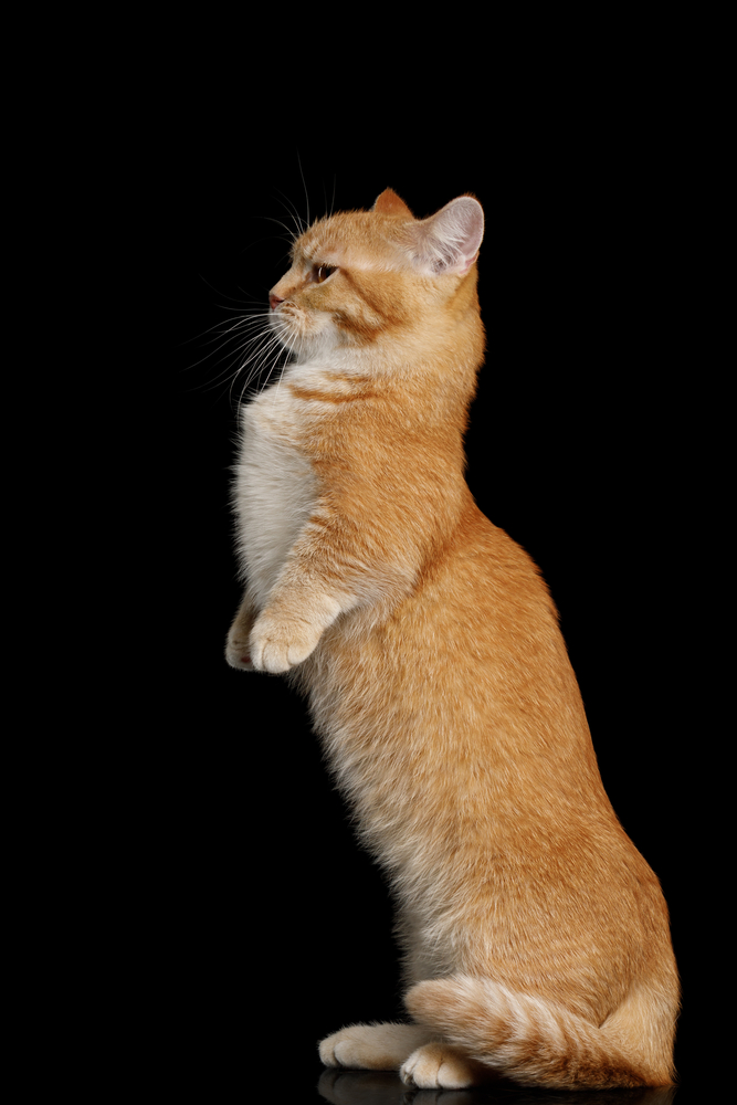 Red Munchkin Cat Standing Rearing up on Isolated Black background