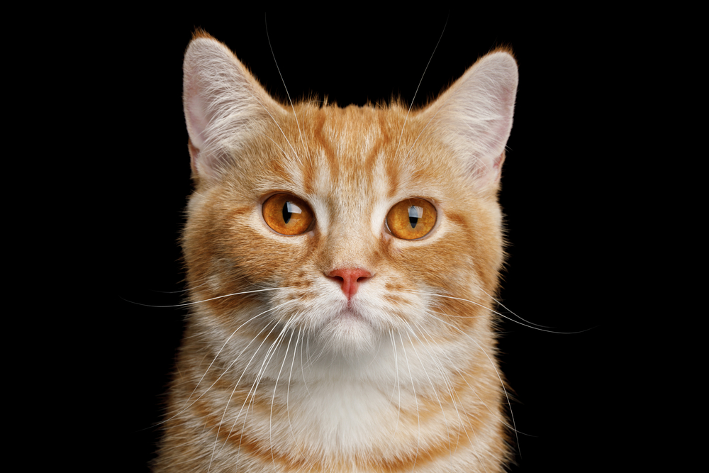 Close-up Portrait of Red Munchkin Cat on Isolated Black background, front view