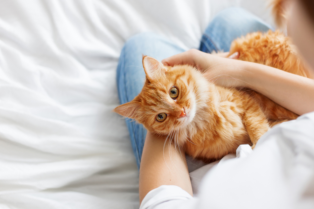 Cute ginger cat lies on womans hands. The fluffy pet comfortably settled to sleep or to play. Cute cozy background with place for text. Morning bedtime at home. 