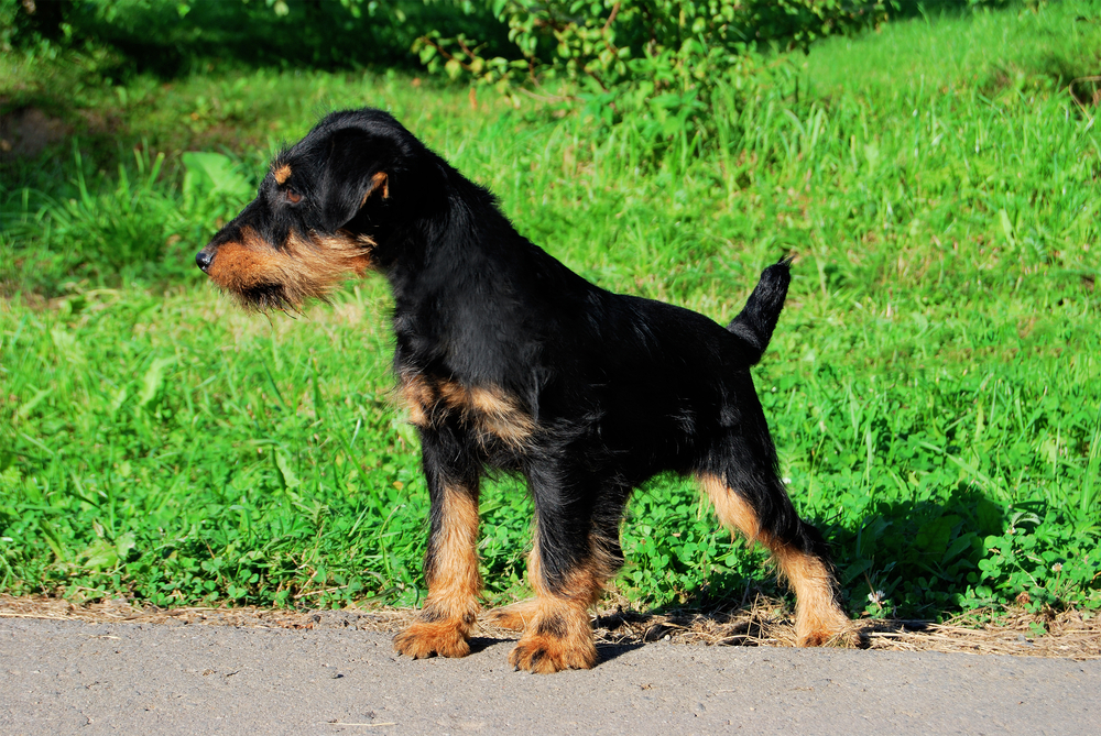 German hunting terrier black and tan, standing on the grass