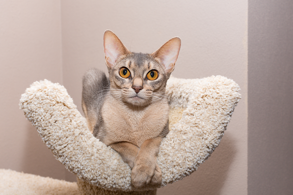 Abyssinian cat. Purebred blue abyssinian cat lying on the cat house and relaxing