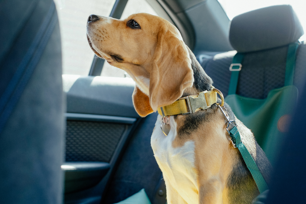 Safety of dogs in the car 