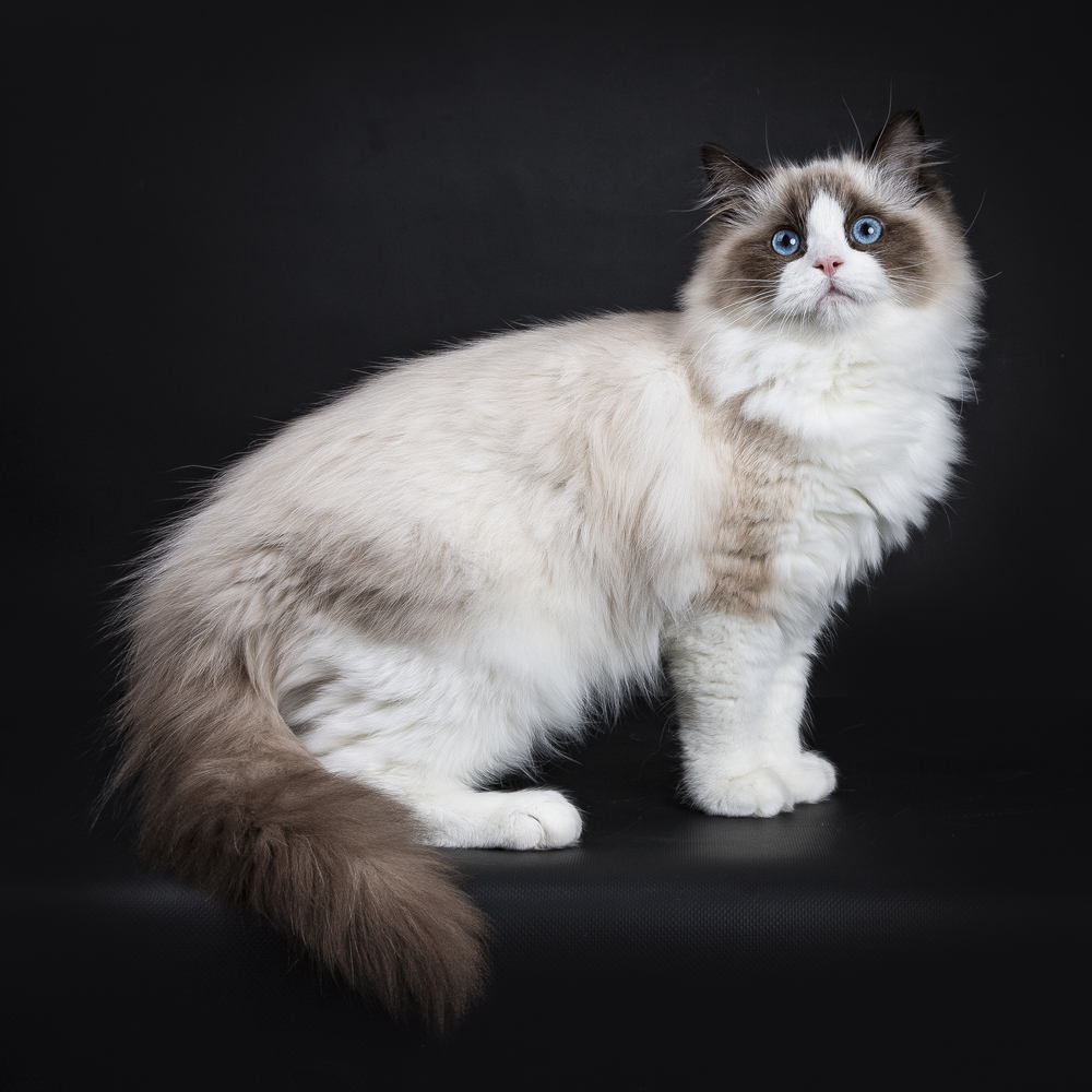 Young adult Ragdoll cat standing sideways isolated on black background 