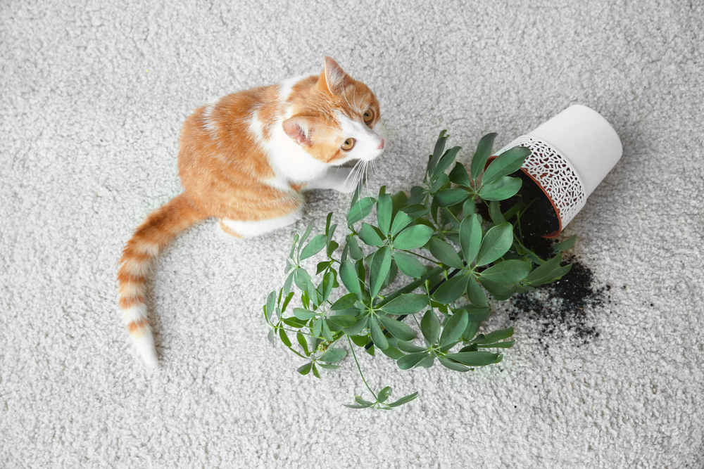 植木鉢を倒してしまった猫