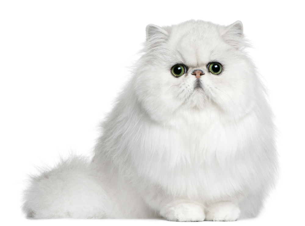 Persian cat, 8 months old, sitting in front of white background