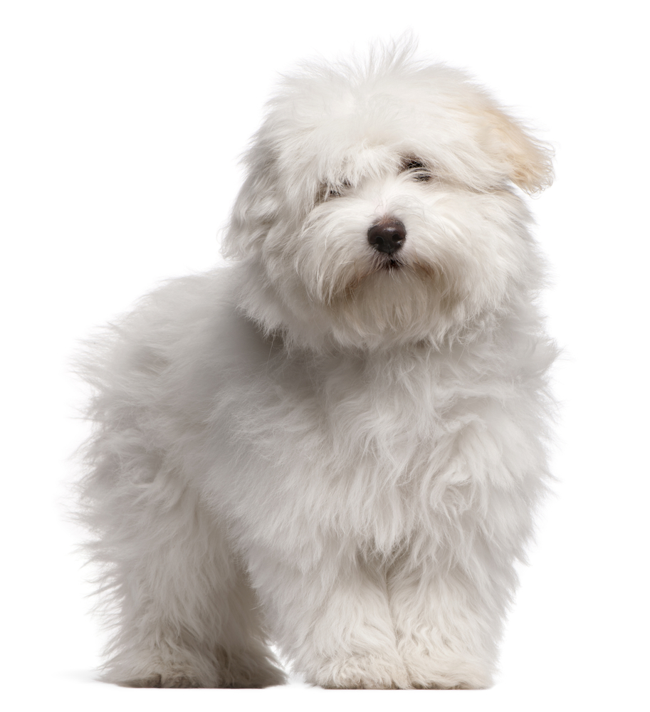 Coton de Tulear puppy, 4 months old, standing in front of white background