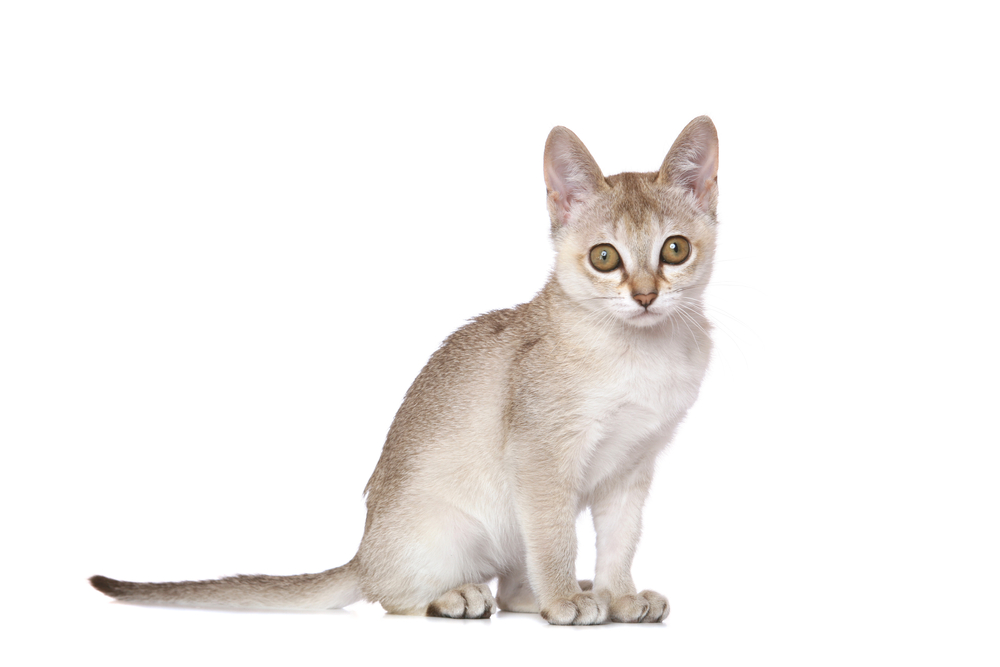 シンガプーラの子猫の値段はいくら？里親になる方法についてもご紹介します。