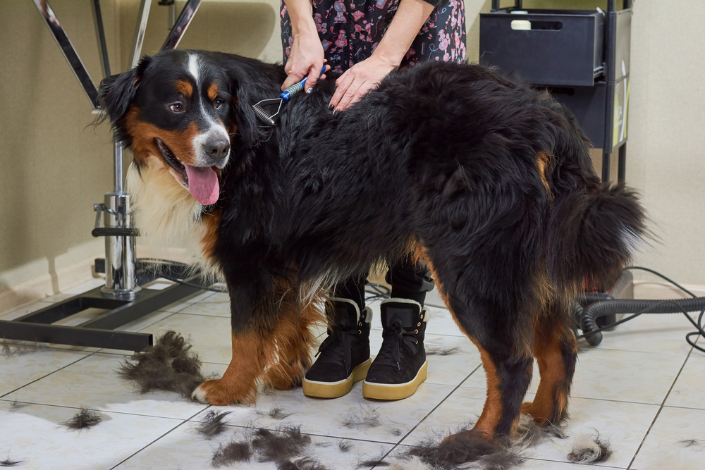 Bernese mountain dog, grooming salon. Hands with pet deshedding tool.