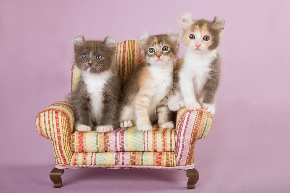 アメリカンカールの子猫の販売価格は？里親になる方法についても解説。