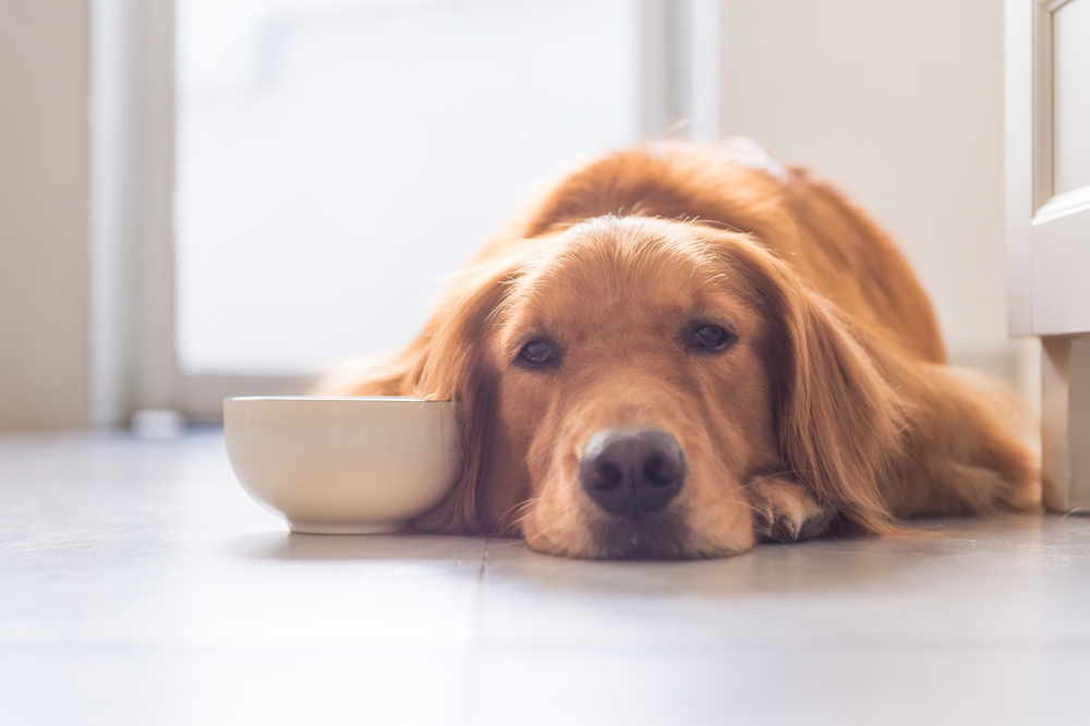 golden retriever to lie on the ground