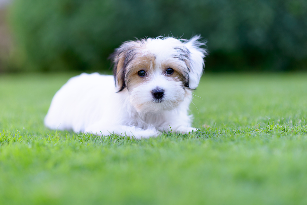 An adorable portrait of a havanese maltese puppy lying down on green grass in a vibrant summer backyard setting.