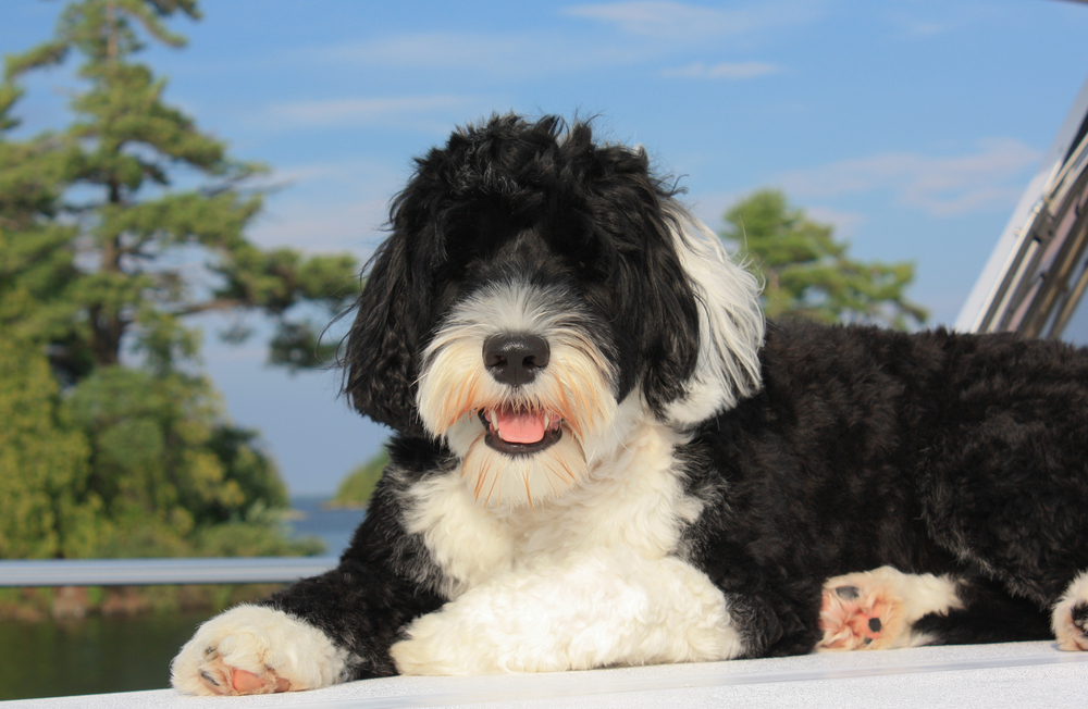 Portuguese Water Dog laying on the bow of the boat on the lake