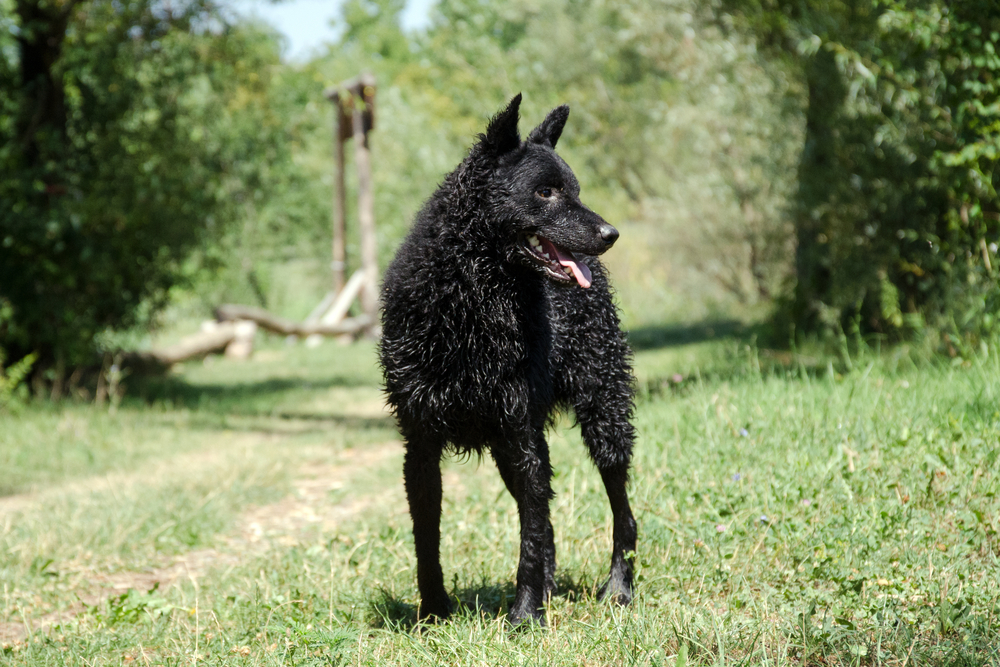 Croatian sheepdog