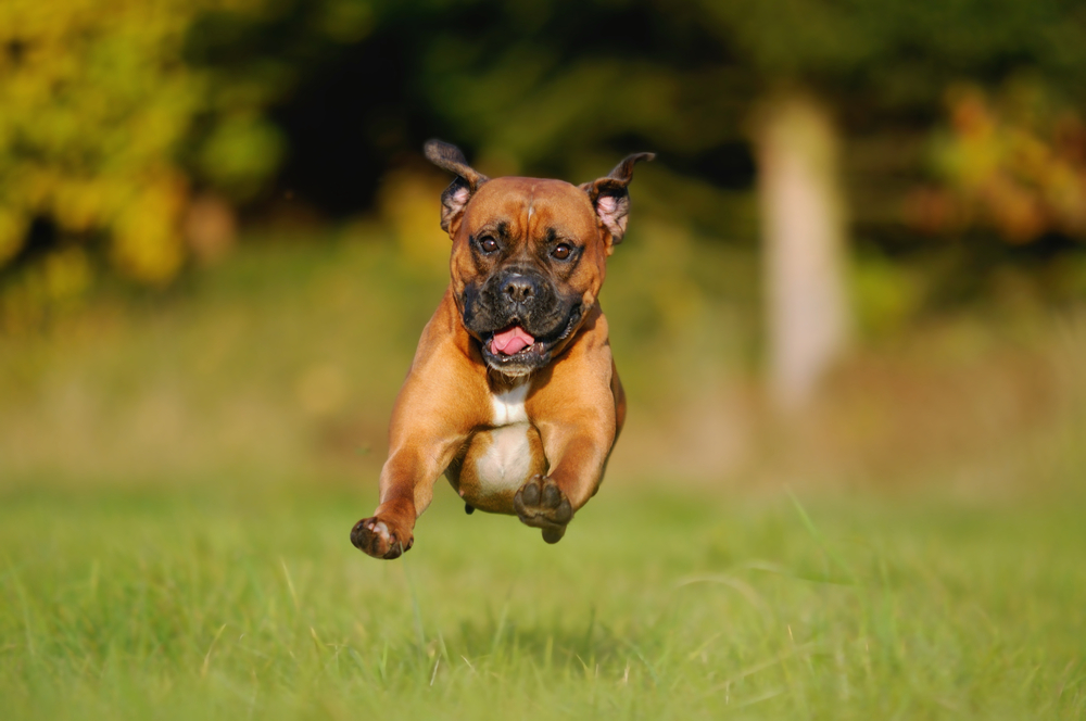 Boxer Dog comes in the flight above the meadow