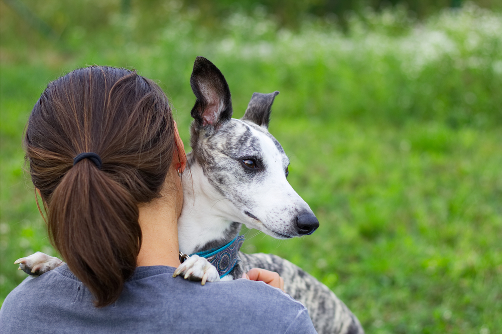 Woman with her cute dog. The whippet is resting with his owner.