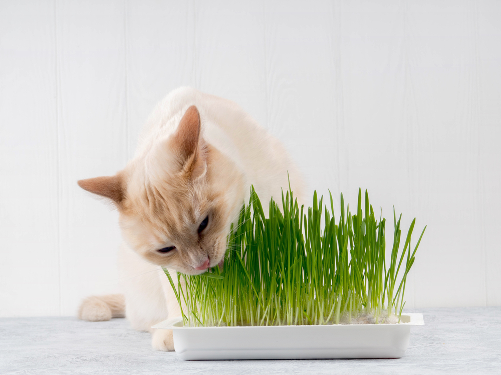 猫草を食べている猫