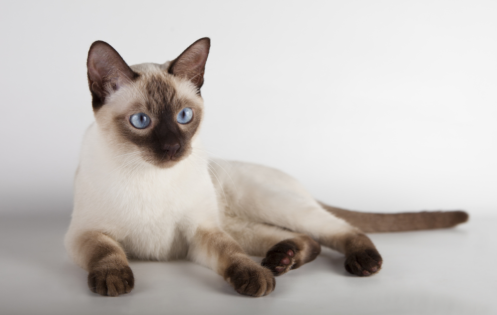 Siamese cat with blue eyes on white background