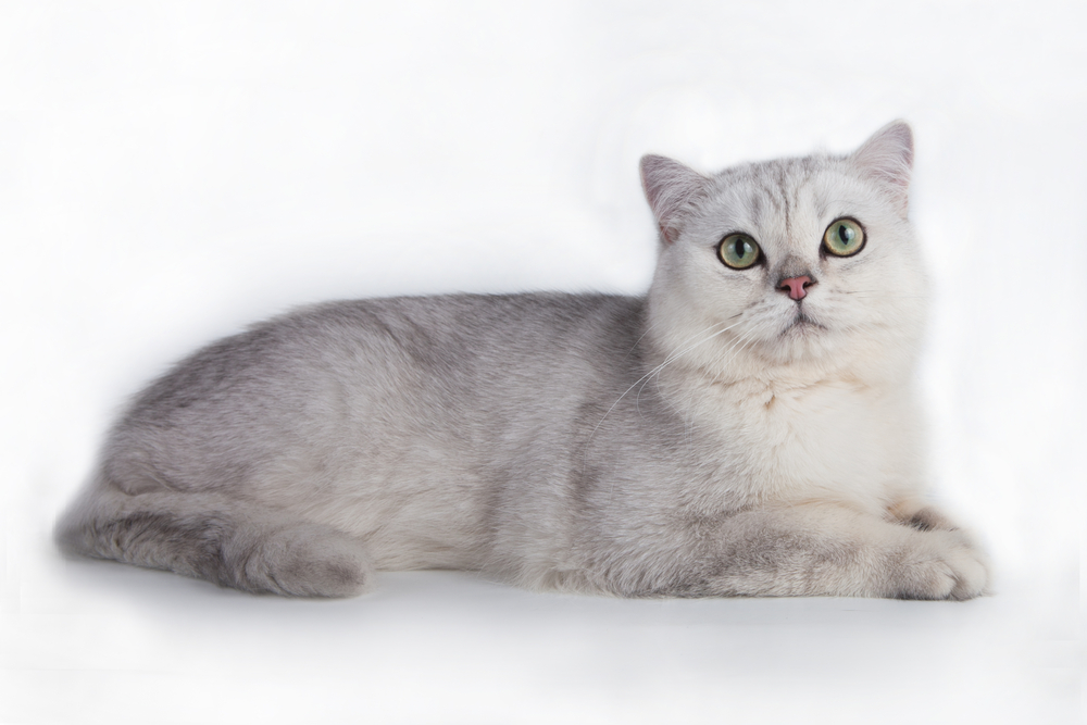 Burmilla cat on white background