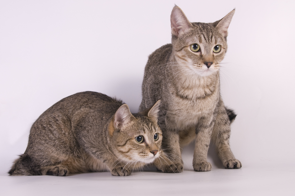 American bobtail on white background