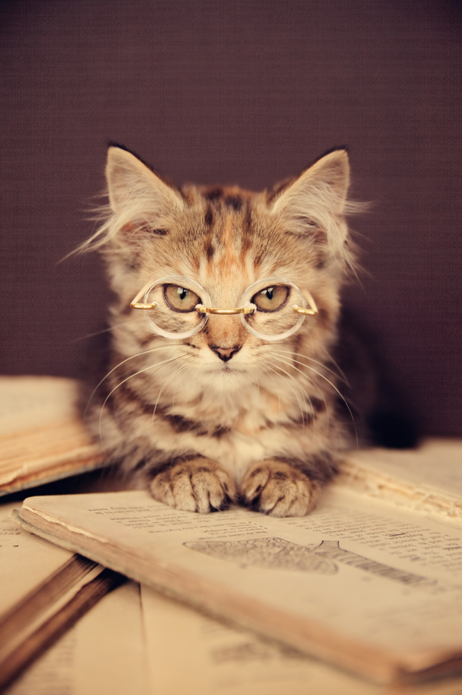 猫種の読み方は？猫に関連した音読みの関連語句や四文字熟語も紹介！