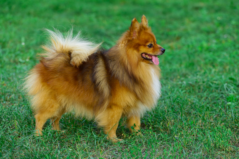 German Spitz.Beautiful German Spitz dog. German Spitz n the park on a background of green grass.The command to sit, lie, beg
