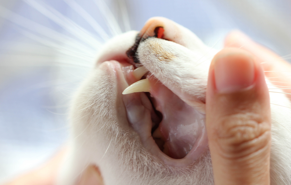  Teeth Of Cat 