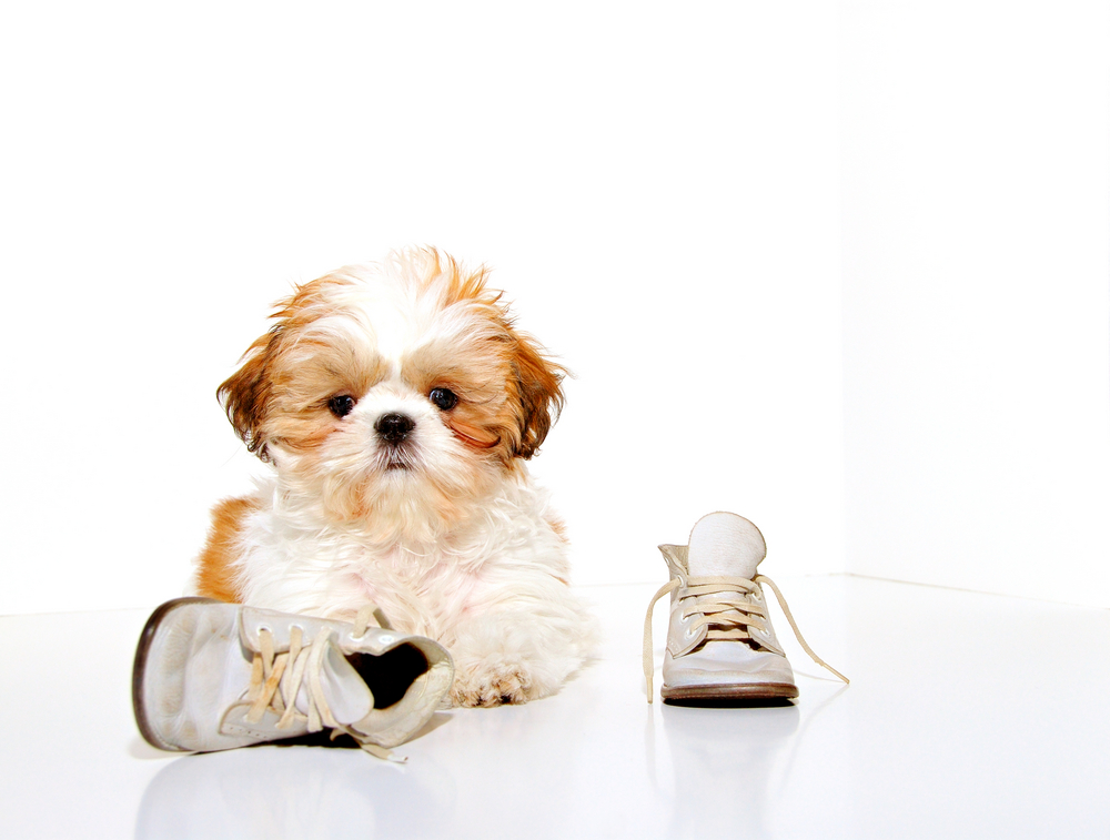 What shoes?  I dont see any shoes! - A cute Shih Tzu puppy and a pair of vintage baby shoes.