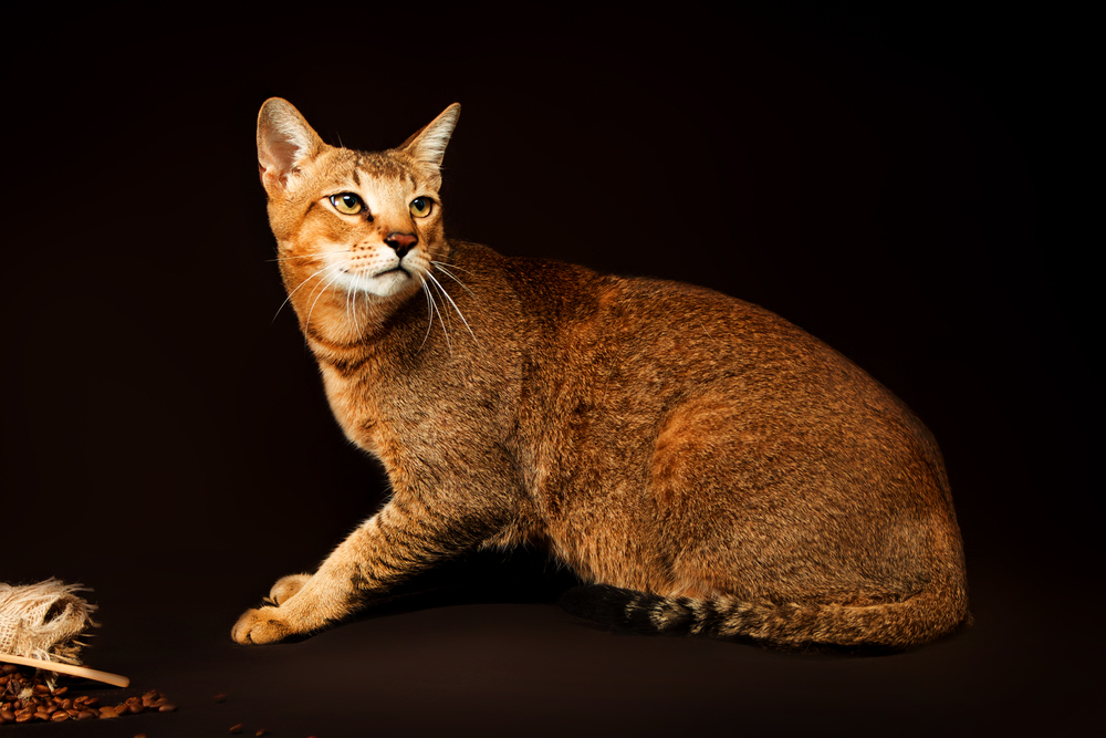 Chausie, abyssinian cat