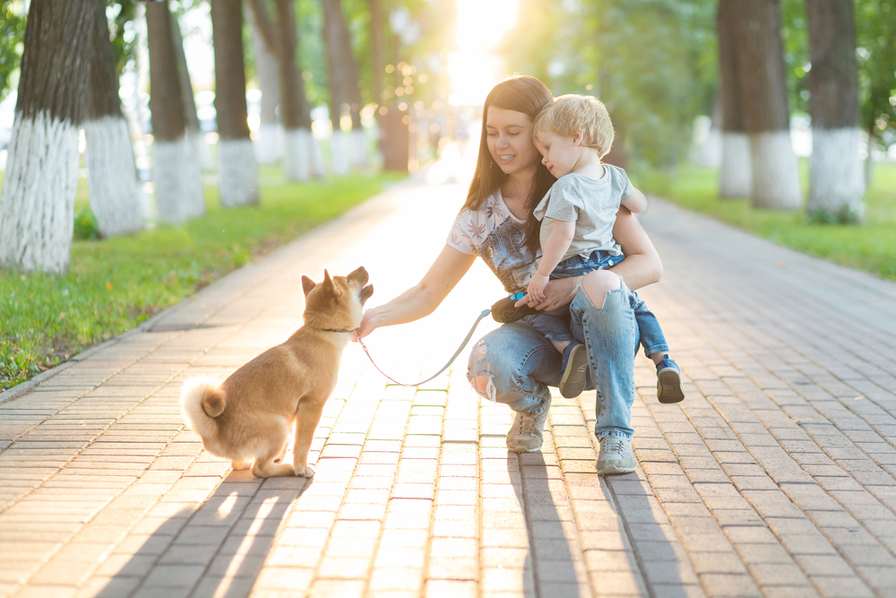 Young mother and little child boy plays with a dog on the grass. Puppy shiba inu playing with happy family